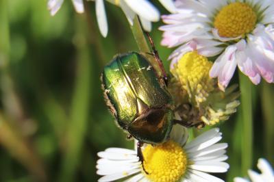 <i>Cetonia aurata</i>