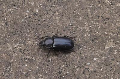 <i>Platycerus</i>