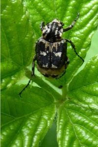 <i>Valgus hemipterus</i>