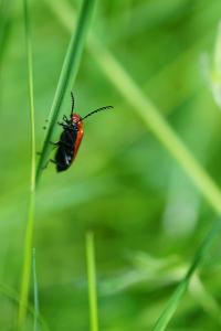 <i>Pyrochroa serraticornis</i>