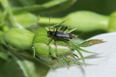 <i>Grammoptera ruficornis</i>