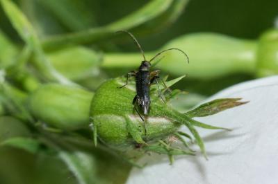 <i>Grammoptera ruficornis</i>