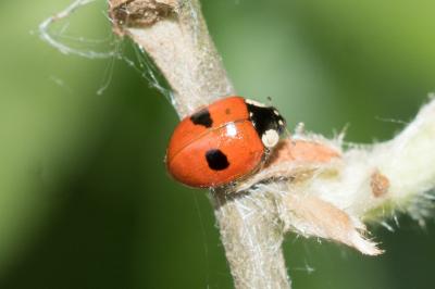 <i>Adalia bipunctata</i>