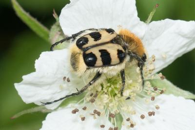 <i>Trichius gallicus</i>