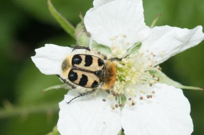 <i>Trichius gallicus</i>