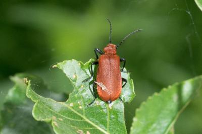 <i>Pyrochroa serraticornis</i>