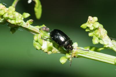 <i>Phratora vitellinae</i>