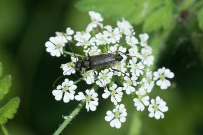<i>Grammoptera ruficornis</i>