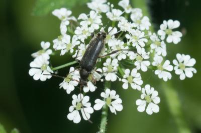 <i>Grammoptera ruficornis</i>