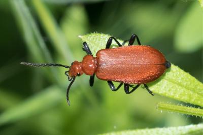 <i>Pyrochroa serraticornis</i>