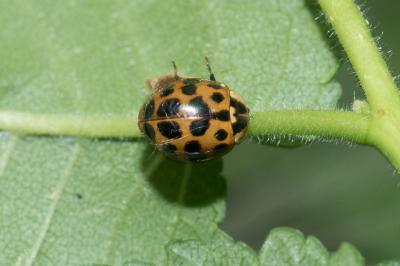 <i>Harmonia axyridis</i>
