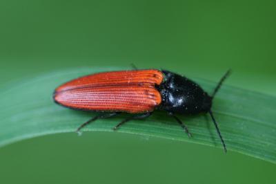 <i>Ampedus</i>