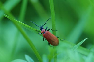 <i>Pyrochroa coccinea</i>