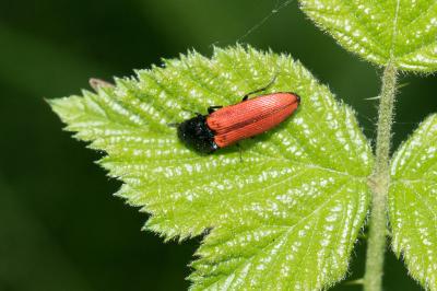 <i>Ampedus sanguineus</i>