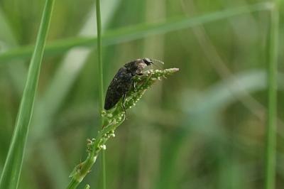 <i>Agrypnus murinus</i>