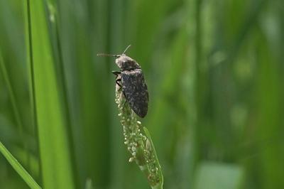 <i>Agrypnus murinus</i>