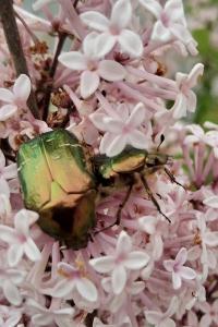 <i>Cetonia aurata</i>