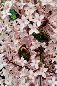 <i>Cetonia aurata</i>