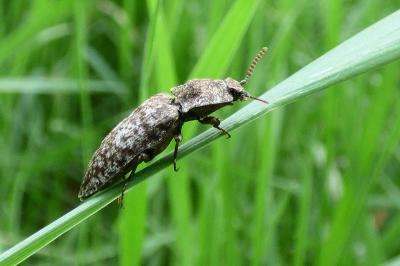 <i>Agrypnus murinus</i>