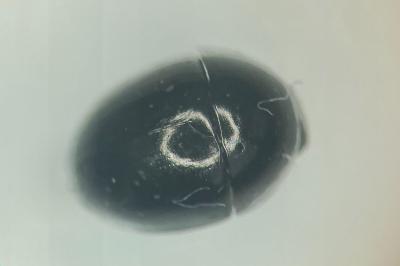 <i>Phalacrus fimetarius</i>