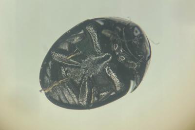 <i>Phalacrus fimetarius</i>