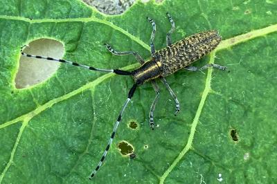 <i>Agapanthia villosoviridescens</i>