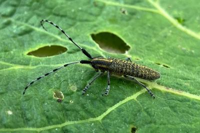 <i>Agapanthia villosoviridescens</i>