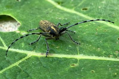 <i>Agapanthia villosoviridescens</i>