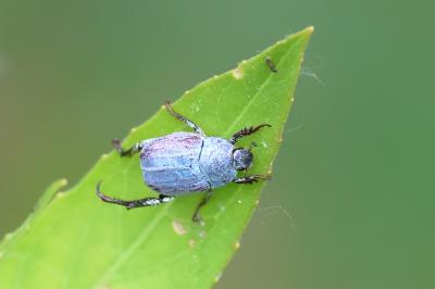 <i>Hoplia coerulea</i>