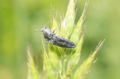 <i>Cidnopus pilosus</i>