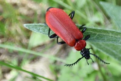 <i>Pyrochroa coccinea</i>