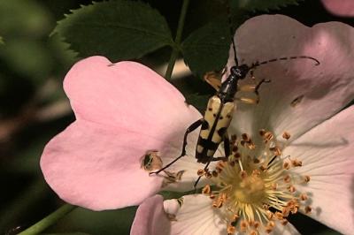 <i>Rutpela maculata</i>