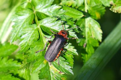<i>Cantharis rustica</i>
