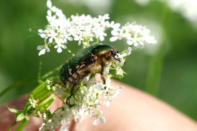 <i>Cetonia aurata</i>