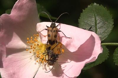 <i>Pachytodes cerambyciformis</i>