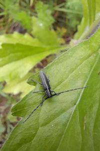 <i>Agapanthia cardui</i>