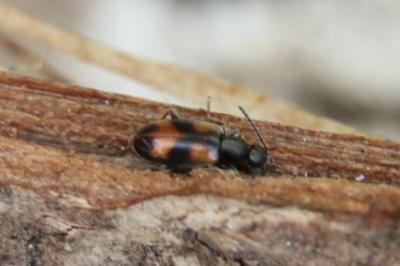 <i>Anthicus antherinus</i>