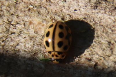 <i>Tytthaspis sedecimpunctata</i>