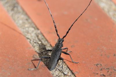 <i>Cerambyx scopolii</i>