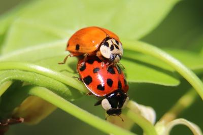 <i>Harmonia axyridis</i>