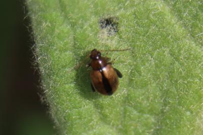 <i>Longitarsus</i>