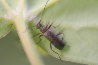 <i>Grammoptera ruficornis</i>