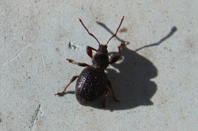 <i>Otiorhynchus ovatus</i>