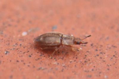 <i>Epuraea</i>