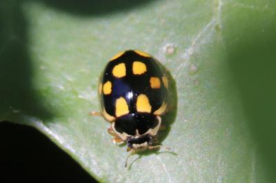 <i>Propylea quatuordecimpunctata</i>