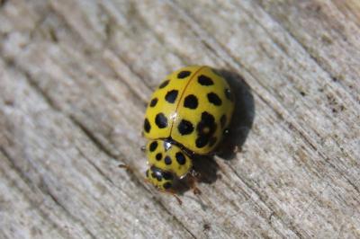 <i>Psyllobora vigintiduopunctata</i>
