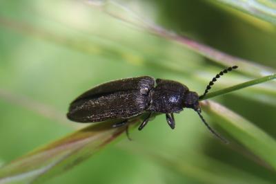 <i>Cidnopus pilosus</i>