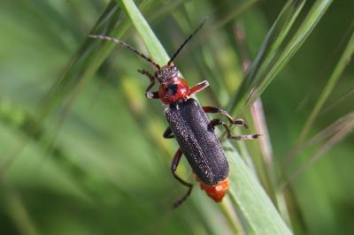 <i>Cantharis rustica</i>
