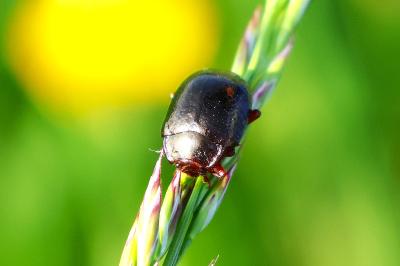 <i>Chrysolina bankii</i>