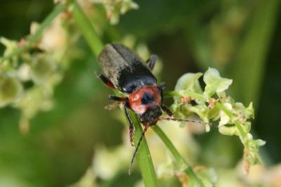 <i>Cantharis rustica</i>